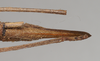 CollectionObject 1560285; c42665e7-922a-4a4e-bc70-12928f7e520e: copyright Natural History Museum, London. female: end of abdomen, ventral view (syntype). (CollectionObject).;CollectionObject 1560286; 3e34dd6f-f719-45b4-b973-e3a6199c4aaf: copyright Natural History Museum, London. female: end of abdomen, ventral view (syntype). (CollectionObject).
