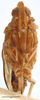 Head on Brixidia variabilis Van Stalle & Synave, 1984: (Observation).