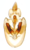 Pygofer, ventral view: !! display not done !! on Muellerianella laminalis (Van Duzee, 1897): (Observation).