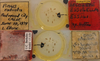 CollectionObject 2338359; USNM 17329, 4b61a2e8-91f8-4d2d-b696-879f513c2e53: (CollectionObject).
