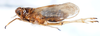 Habitus, lateral view: !! display not done !! on Pissonotus piceus (Van Duzee, 1894): (Observation).