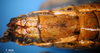 CollectionObject 1593035; 024526d7-5c7a-425c-8b1c-d614d1278e30: female, abdomen tip (syntype of Bryodema luctuosum lugens). (CollectionObject).