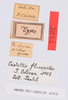 CollectionObject 1535366; 37382355-d9fa-42cc-81e7-5c236d5e23e5, MNHN-EO-CAELIF4306: labels (syntype). (CollectionObject).