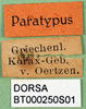 CollectionObject 1502691; 7c8c13da-5b27-430f-a5f8-bfce5c0bd0e7: labels (paratype). (CollectionObject).