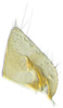 Subgenital plate: (Observation).