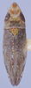 Habitus, dorsal view: !! display not done !! on Scaphytopius latidens (DeLong, 1944): Holotype male (Ohio State U.). (Observation).