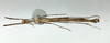 CollectionObject 1596224; 109cc1ac-a5b0-48e9-a367-69337bb862a6: copyright NHMUK London. male, ventral view (holotype). (CollectionObject).