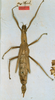 CollectionObject 1561281; a9e14319-843f-4d76-94be-7206ca74987c: copyright UZIU, Uppsala. female of synonym Phasma grandis (holotype). (CollectionObject).