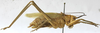 CollectionObject 1541893; 83c567be-17fb-436c-8aed-60b12210364c: male, lateral view (syntype). (CollectionObject).