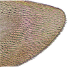 Gonoplac on Coarctana striata Domahovski & Cavichioli, 2023: Female paratype [DZUP]: apical portion of gonoplac, lateral view. (Observation).