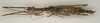 CollectionObject 1557090; d30b9910-6274-4c5a-8e32-3240ebaa97a3: copyright St. Petersburg. female, dorsal view of synonym Antongilia echinops (holotype). (CollectionObject).