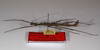 CollectionObject 1559791; 2211baf8-4d2a-449a-9c58-29fe89c91b67: copyright ZMB, Berlin. male, lateral view (paratype). (CollectionObject).;CollectionObject 1559792; 823860e5-75fe-4470-a935-55315762264a: copyright ZMB, Berlin. male, lateral view (paratype). (CollectionObject).