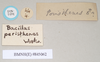 CollectionObject 1558547; 60a19b5b-98ed-4581-b16b-326a9354a656: copyright Natural History Museum, London. male, data labels [round label reversed] (syntype). (CollectionObject).;CollectionObject 1558548; 3181af4a-1fcb-427b-a9c6-e70ddf2ce114: copyright Natural History Museum, London. male, data labels [round label reversed] (syntype). (CollectionObject).