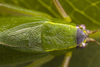 CollectionObject 2323352; fed595ac-6c12-450d-9810-31623629dacc: Male, pronotum and stridulatory region, dorsal view. Image: Francisco Rivas. (CollectionObject).
