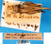 CollectionObject 1581428; cf376aa3-3ef1-4919-9ea2-398b8cfaae0e: female, dorsal view. (CollectionObject).