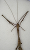 CollectionObject 1557403; NMW 673, 8665f898-6eff-468b-a29c-744ee0b517d3: copyright NMW, Vienna. female: head and thorax, dorsal view of synonym Bactricia irregularis (holotype). (CollectionObject).