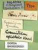 CollectionObject 1501085; 1abf8c68-9c5f-4a80-a67e-9333896b8926, DORSA BA000026S01: labels (holotype). (CollectionObject).