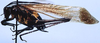 CollectionObject 1522453; 28e5c33a-140b-4e9a-b1f7-680364929450: male, lateral view (holotype of Aganacris pseudosphex). (CollectionObject).