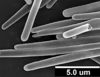 Brochosomes: AG15 | [no data] | MNRJ, returned. (Observation).