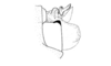 Locheuma brunneri (Scudder, 1875): Fig. 43. end of pallic complex, lateral view. (Otu).