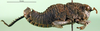 CollectionObject 1501169; a7d2d70e-e8b8-4369-b91f-5d0ce3bd65c6: male, lateral view (holotype). (CollectionObject).