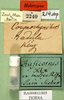 CollectionObject 1500892; 15631d0a-a3a3-477d-8e4b-68bf89e1c7d1: labels (holotype of Corynorhynchus ruficornis). (CollectionObject).