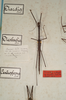 CollectionObject 1558384; b5a1edb7-8207-466e-9f8d-b78e549b8be6: copyright St. Petersburg. male of Diardia signata (parlectotype). (CollectionObject).