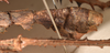 CollectionObject 1559036; 92332c02-2538-46cb-acad-2b4590140adc: copyright OUMNH. male: end of abdomen, lateral view of synonym Phasma (Eurycantha) graciosa (holotype). (CollectionObject).
