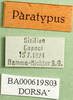 CollectionObject 1579398; 9b5e7724-6a24-4e2a-96c4-2e219e2bb663: labels (paratype). (CollectionObject).