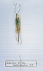 CollectionObject 1557893; 1885b35a-5c9f-4e79-8559-2a2d12edc8b2: copyright MNHN, Paris. male of synonym Gratidia bifida (syntype). (CollectionObject).