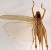 CollectionObject 1572407; ad904047-b965-4db5-8fb6-6ccbdbddad03: female, dorsal view (syntype). (CollectionObject).