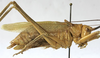 CollectionObject 1541893; 83c567be-17fb-436c-8aed-60b12210364c: male, lateral view (syntype). (CollectionObject).
