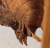 CollectionObject 1534634; 6732e31c-1c3c-4029-bc1c-a16a0876c3cd: female ovipositor (holotype). (CollectionObject).