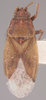 CollectionObject 1595374; 3ad2139d-bd48-4c80-a6fc-a3ee15c13272: Cymus robustus HOLOTYPE (NMNH) - (CC BY-NC 3.0) - Photo by Pablo M. Dellapé with permission from the National Museum of Natural History (NMNH), Smithsonian Institution, Washington, D.C. (CollectionObject).