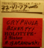 CollectionObject 1595301; 8c34143b-2411-45ae-bb73-ec67c8a4062f: Cryphula bennetti - Holotype Labels (NMNH) - (CC BY-NC 3.0) - Photo by Pablo M. Dellapé with permission from the National Museum of Natural History (NMNH), Smithsonian Institution, Washington, D.C. (CollectionObject).