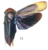 Habitus, dorsal view: !! display not done !! on Tabocasa lineata (Walker, 1858): (Observation).