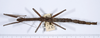 CollectionObject 1558642; c1bcd070-c49e-4191-a165-1bd619e36e0b: copyright ANSP. female, dorsal view (holotype). (CollectionObject).