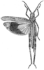Psinidia amplicornus Caudell, 1903: Fig. 2. female, dorsal view (body length 28 mm, tegmina 24 mm, hind femora 16 mm). (Otu).