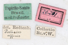 CollectionObject 1560979; NMW 225, c4456121-0477-475e-b2ba-d2612656ced1: copyright NMW, Vienna. male, data labels (holotype). (CollectionObject).