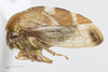 Habitus, lateral view: !! display not done !! on Cyrtolobus togatus Woodruff, 1924: (Observation).