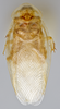 CollectionObject 1569225; 6912d178-449a-4161-9f36-dbd66886c907: Photo by Heidi Hopkins. Holotype, adult male, dorsal habitus. (CollectionObject).