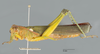 CollectionObject 1575505; 68bdaa16-f98f-4b64-853d-01d244a2554f: male, lateral view. (CollectionObject).