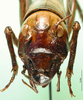 CollectionObject 1594839; 30d700b4-7533-49f4-97ed-409d15a46f35: female, frontal view. (CollectionObject).
