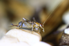 female in lateral view (from Croatia, Pašman Isl.). Depicts Pseudomogoplistes squamiger (Fischer, 1853), an Otu.