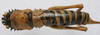 CollectionObject 1535037; 20c4037b-51ee-4c7f-a66a-4284a02ac41a: female, dorsal view (holotype). (CollectionObject).