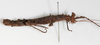 CollectionObject 1558172; 8948cf4d-207b-4e67-b86b-569924ea49cf: copyright NMW, Vienna. female, lateral view (syntype). (CollectionObject).;CollectionObject 1558173; 08870ce4-b04c-4543-a31f-b1409d0348f5: copyright NMW, Vienna. female, lateral view (syntype). (CollectionObject).