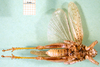 CollectionObject 1500237; 242cd36d-4db7-43e0-a7f0-f729e174b104, DORSA BA000584S01: male, ventral view (syntype of Karasicola oertendali). (CollectionObject).