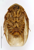 CollectionObject 1587472; MNHN(SF IMPORT DUPLICATE) MNHN-EP-EP729, fc5d2253-0615-4e22-abe1-dc6925094858: CC BY-NC-ND 4.0/MNHN - Depraetere Marion - 2014. Type, male, of senegalensis Chopard, 1929. Specimen number: MNHN-EP-EP729. http://coldb.mnhn.fr/catalognumber/mnhn/ep/ep729. (CollectionObject).