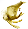 Male genital capsule, lateral view on Carapona eximia (DeLong & Freytag, 1975): Male [DZRJ]: genital capsule, lateral view. (Observation).