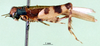 CollectionObject 1501911; 08943a87-285a-4452-89de-35789100f1c6: female, lateral view. (CollectionObject).